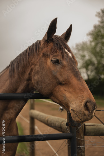 portrait of a horse © jerry