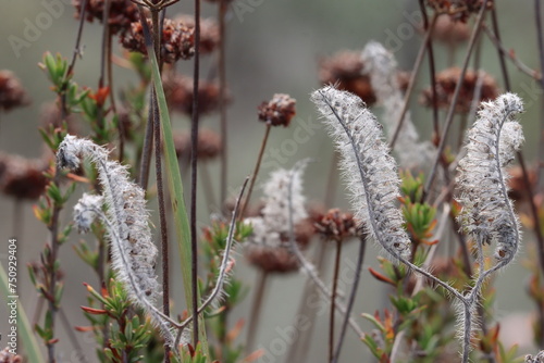 Setose Caterpillar Scorpionweed, Phacelia Cicutaria Variety Hispida, a native monoclinous annual herb displaying persistent senescent bodies during Winter in the Santa Monica Mountains.