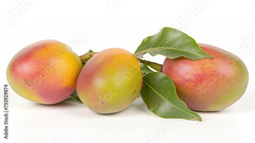 a group of three peaches sitting next to each other on top of a green leafy branch on a white background. photo