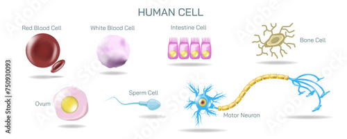 A human cell is the basic structural and functional unit of life in humans. It is composed of various organelles, each with specific functions, surrounded by a cell membrane. Vector illustration.