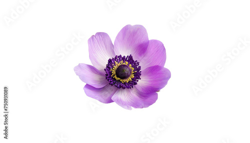 Anemone purple flower. isolated on transparent background.