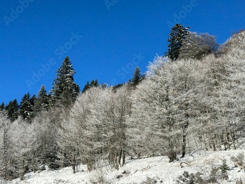 Forêt hiver Le Lioran