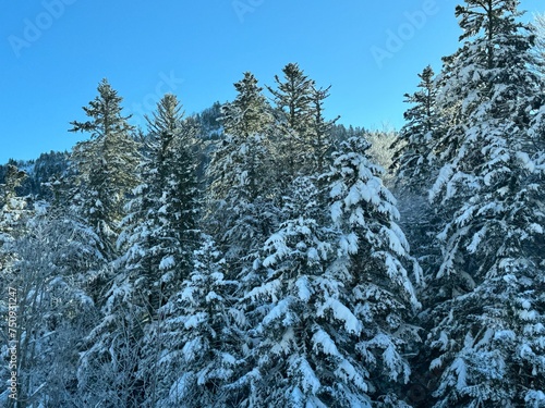 Forêt hiver Le Lioran