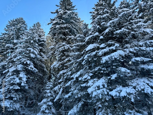 Forêt hiver Le Lioran 