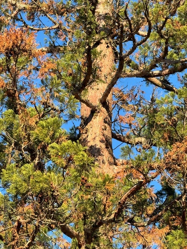 Arbre parc du vivier