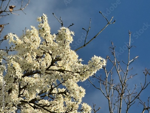 Cerisier parc du vivier