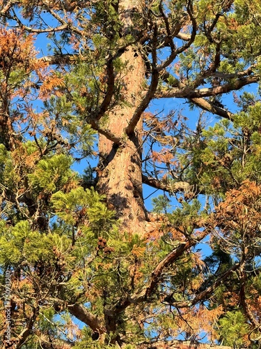 Arbre parc du vivier
