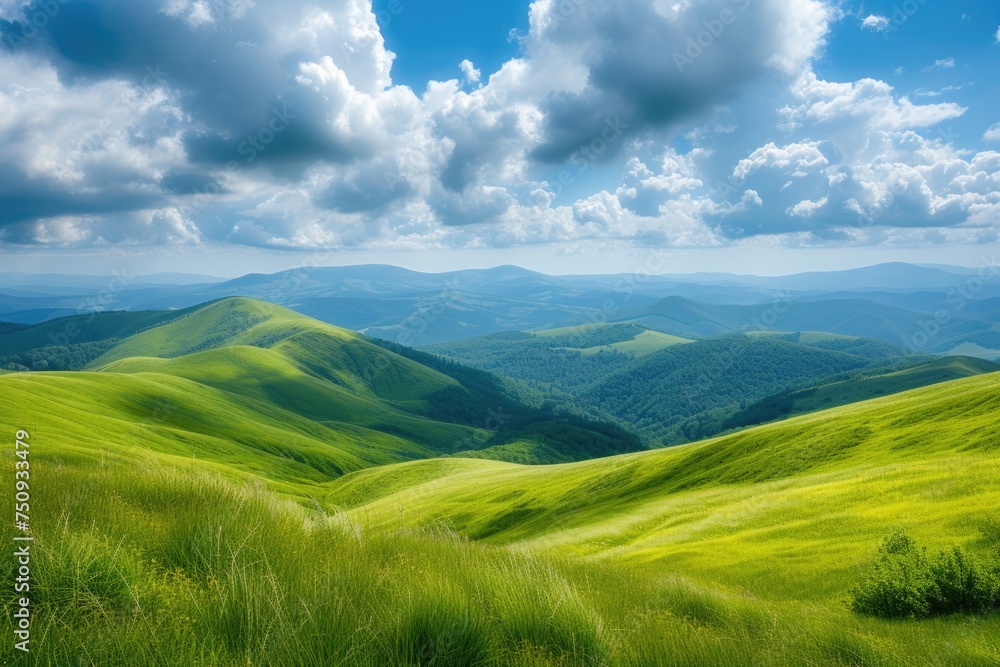 Mountain meadow in summer Mountain meadow in summer