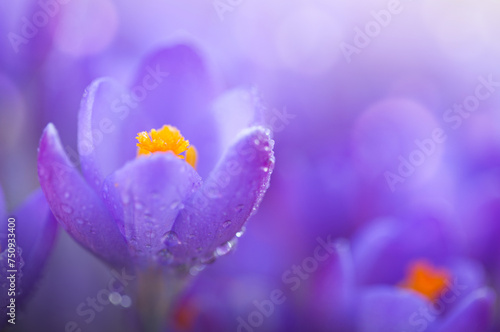 Close-up of a purple Crocus flower on blur background