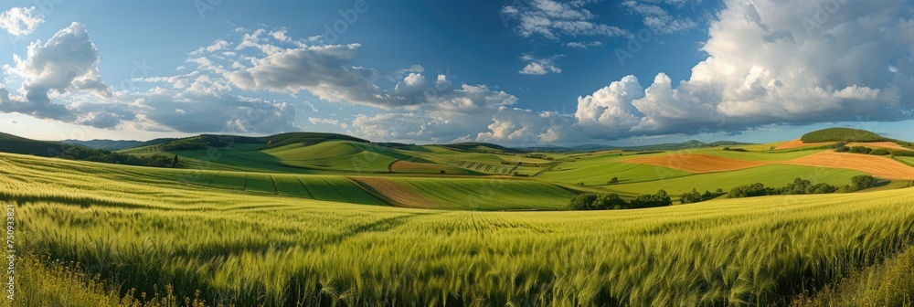 Sunny Landscape with Green Fields
