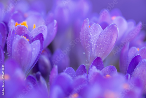 Close-up of a purple Crocus flower on blur background