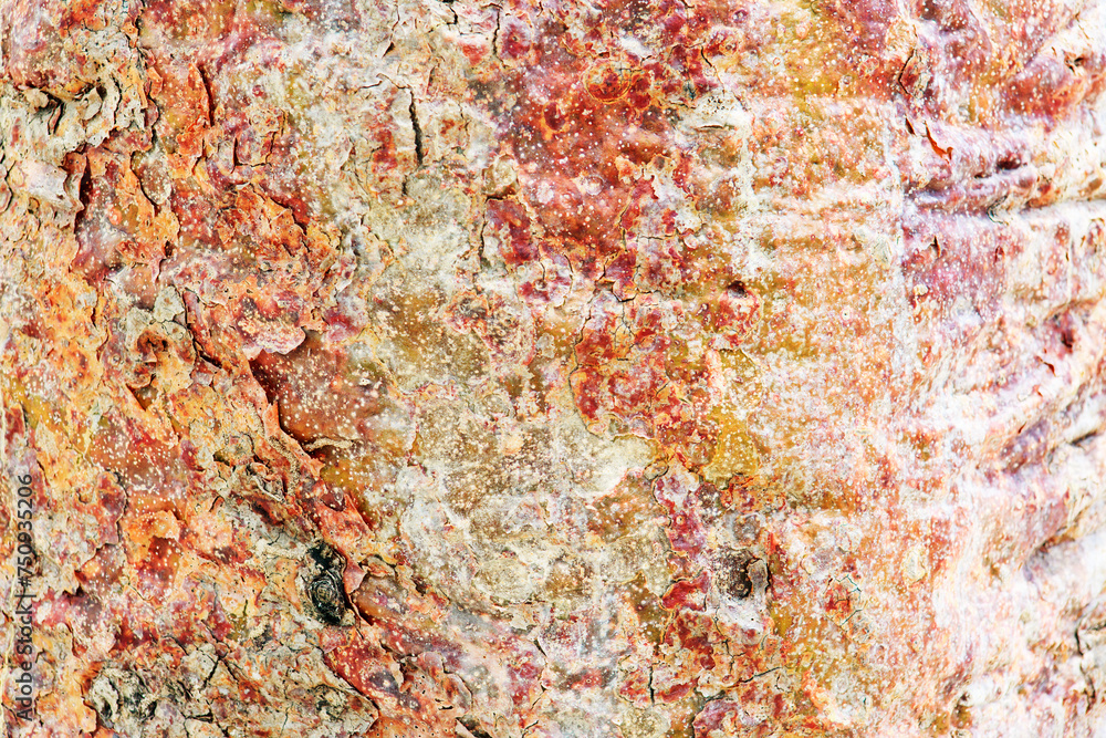 Naklejka premium Texture shot of brown tree bark.Nature background.