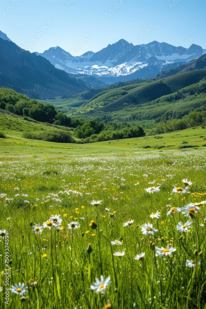 Obraz premium Expansive Green Meadow with Distant Mountain Range