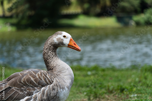 Goose with a broken leg on the shores of Lake Comary. Sunny day. There are many animals like this in the region. Mountainous region of Rio de Janeiro  Brazil