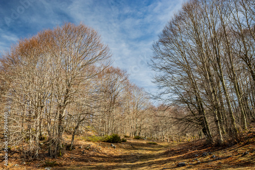 A beech forest, in Campo Felice, Italy. On the mountains of the Abruzzo Apennines. The bare trees in winter, the clear blue sky, the grassy hills, bushes, shrubs and rocks.