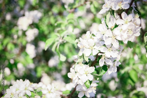 A flowering branch on nature in the park background