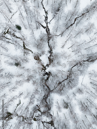 Top down aerial view of snowly woods and a river. Winter landscape as seen from the sky. Trees covered with snow. The river draws the shape of a tree on the ground. Concept of nature, travel, season