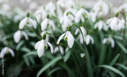 Snowdrop in the forest in spring, beautiful white flowers