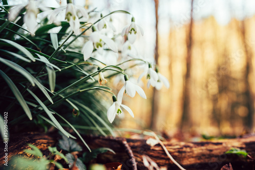 Flowers in the forest in spring, wonderful white snowdrops