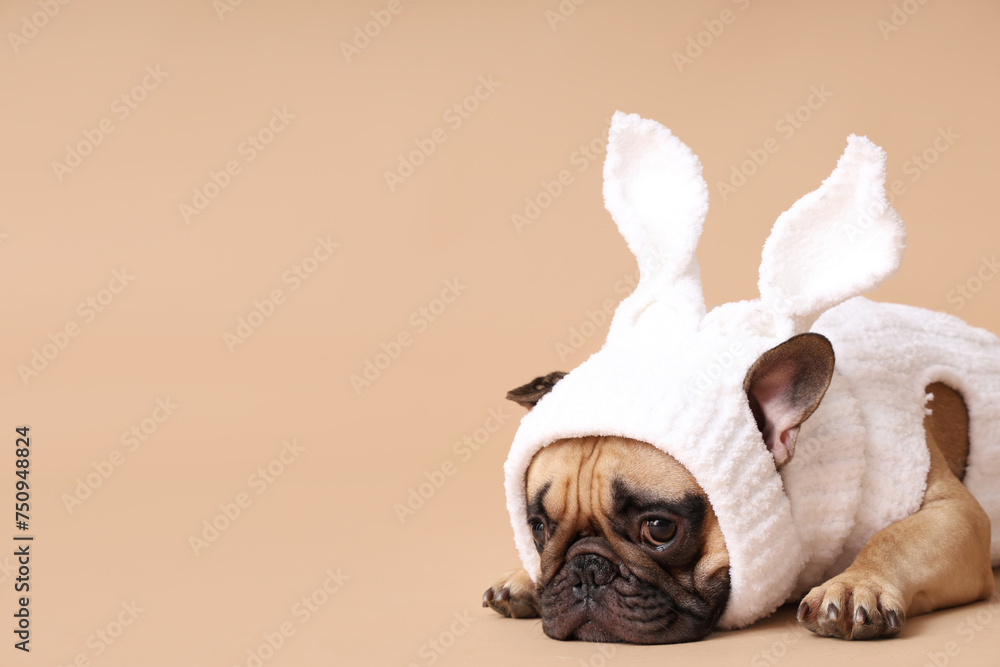 Cute French bulldog in bunny costume on brown background. Easter celebration