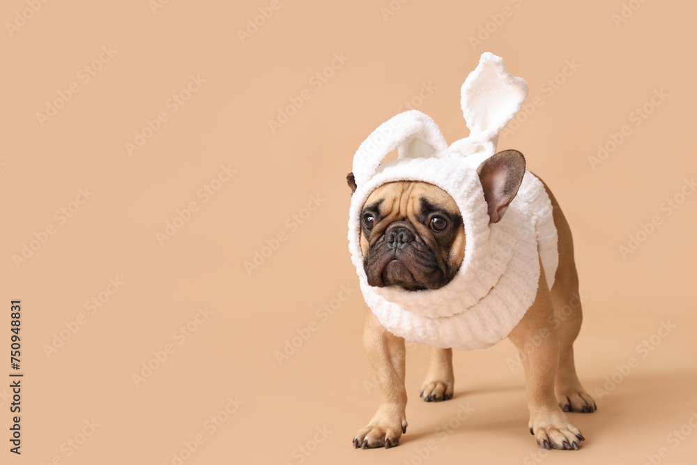 Cute French bulldog in bunny costume on brown background. Easter celebration