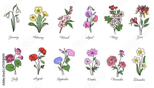 12 birth flowers vector, snowdrop, poppy, sweet pea, morning glory, cosmos, peony, narcissus, cherry blossom, hawthorn, primrose