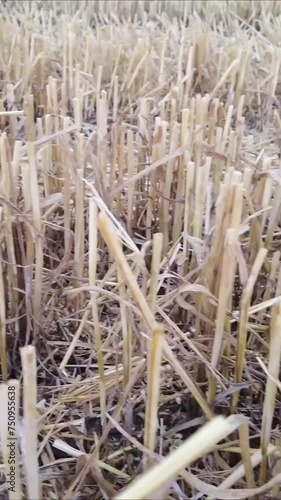 Wheat Grain Field Harvest