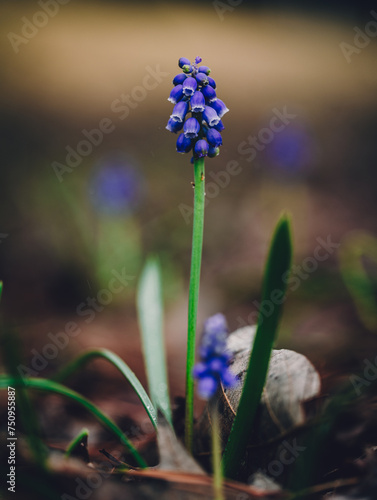 flowers in spring