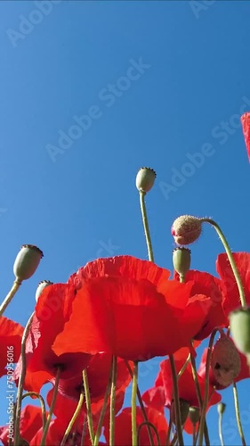Blue sky and red poppy flower