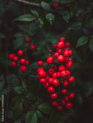 red berries on a branch