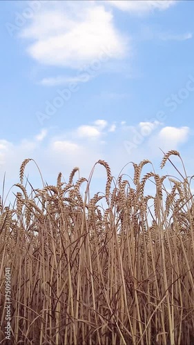 Blue Sky and Grain Wheat Field Cornfield