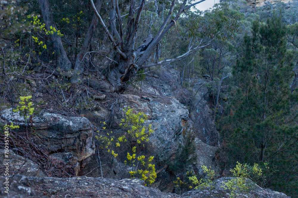 Tiger Snake Canyon, Wollemi National Park, NSW, Australia Tiger Snake Canyon, Wollemi National Park, NSW, Australia