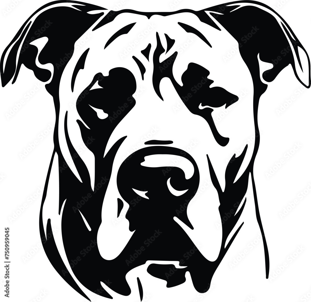Dogo Argentino  portrait