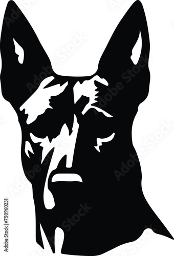 Belgian Malinois  portrait