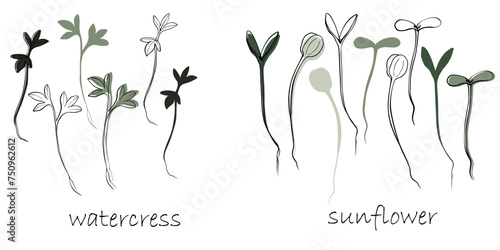 Watercress and Sunflower Sprouts, microgreens vector hand drawn illustration. Contour and green plant. Set for design menu, logo, packaging of proper nutrition, microelements, healthy lifestyle.