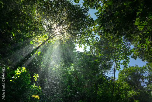 Rays of light enter the jungle forest of Panama. High quality photo