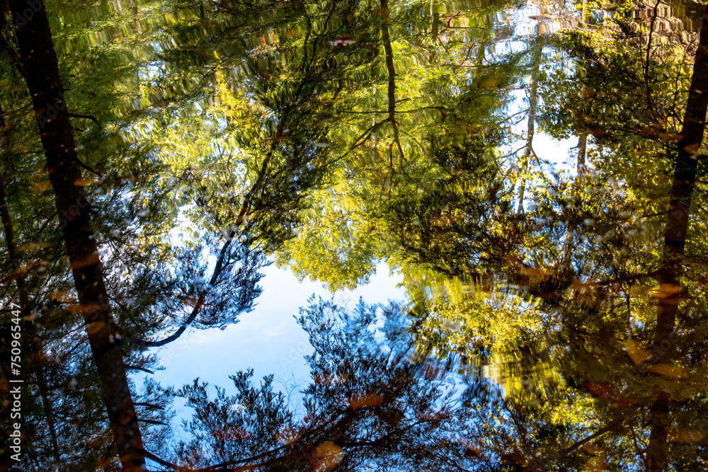 Obraz premium Treetops reflection in the water