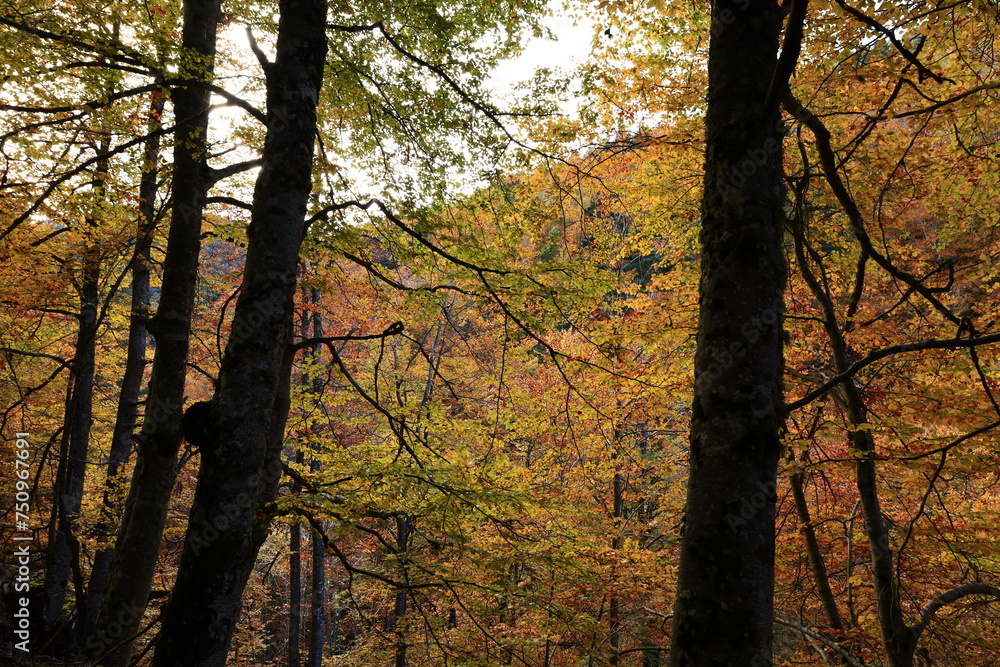 Obraz premium The Natural Park of Sierra de Cebollera is one of the two natural areas of Riojas , located in the municipality of Villoslada de Cameros