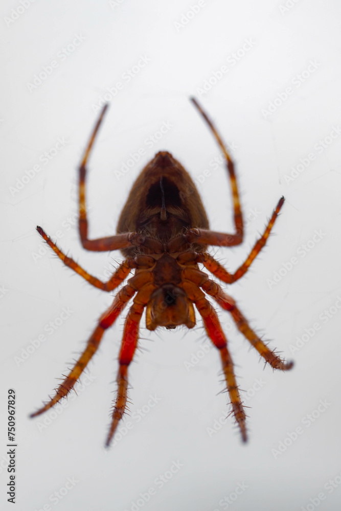 Typical web spider Araneus diadematus, very common in Brazil. Typical web spider Araneus diadematus, very common in Brazil.