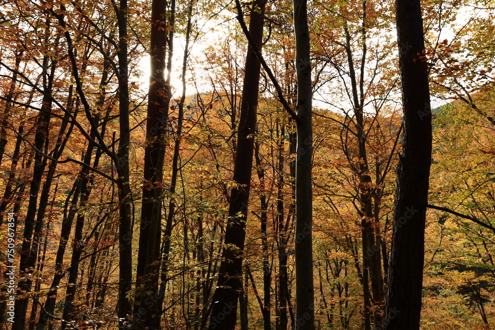 Obraz premium The Natural Park of Sierra de Cebollera is one of the two natural areas of Riojas , located in the municipality of Villoslada de Cameros