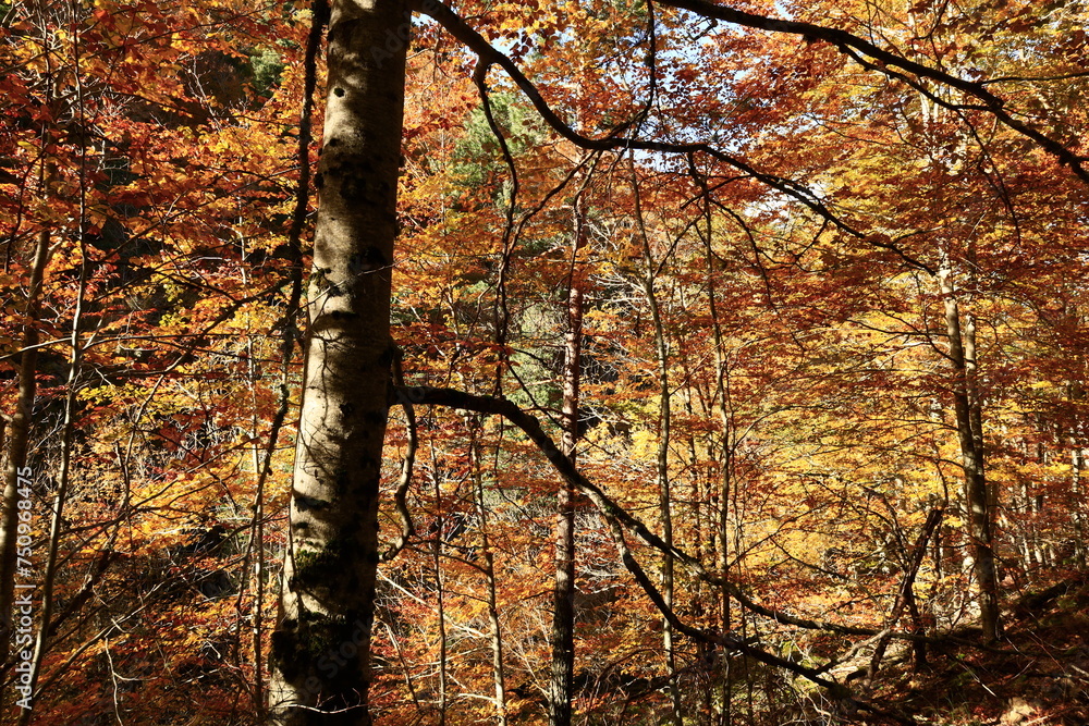 Obraz premium The Natural Park of Sierra de Cebollera is one of the two natural areas of Riojas , located in the municipality of Villoslada de Cameros
