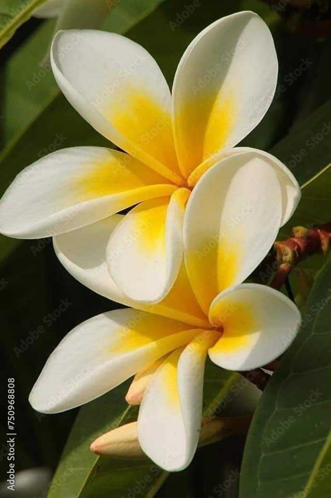 A beautiful flower A beautiful flower