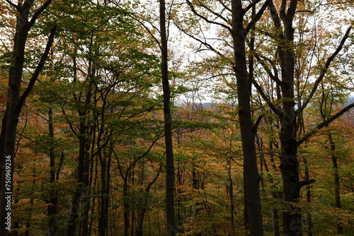 The Natural Park of Sierra de Cebollera is one of the two natural areas of Riojas , located in the municipality of Villoslada de Cameros