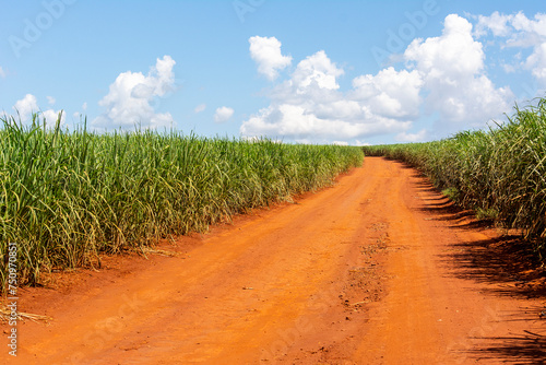 Sugarcane plantation on sunny day