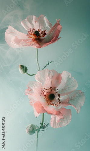 a pink and white flower with a blue background  in the style of light gray and orange