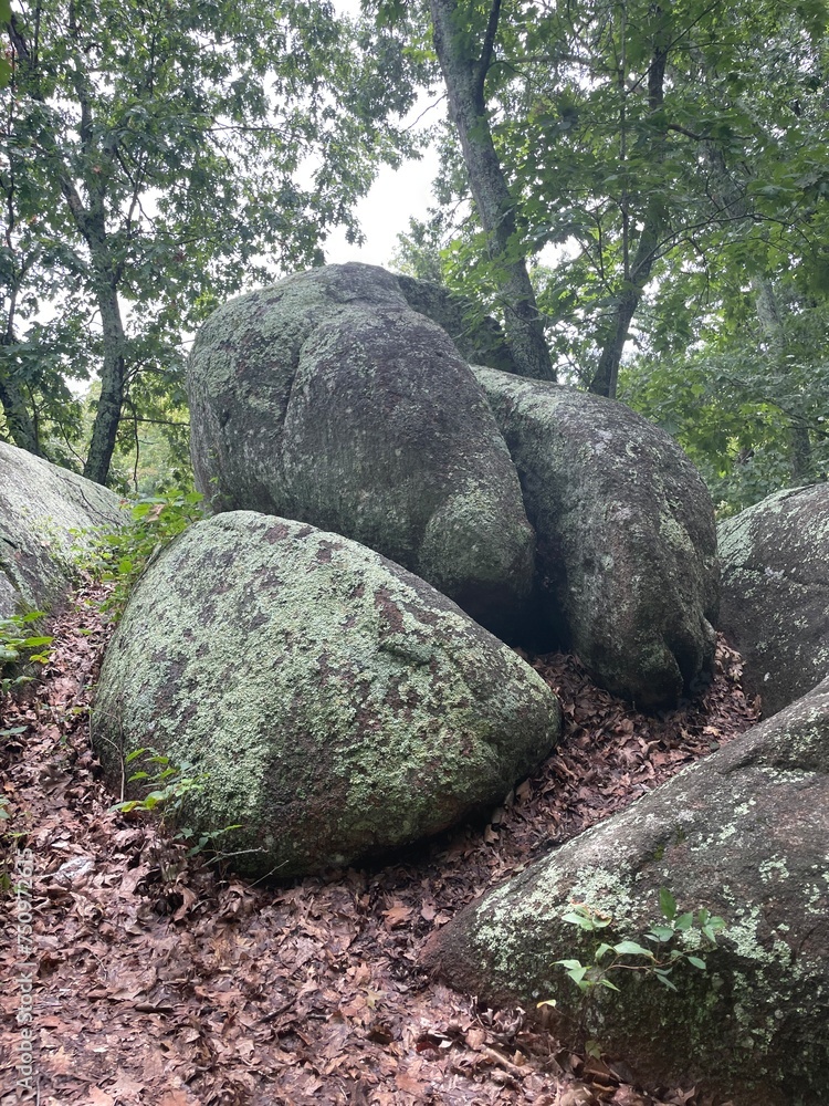 rocks in the forest