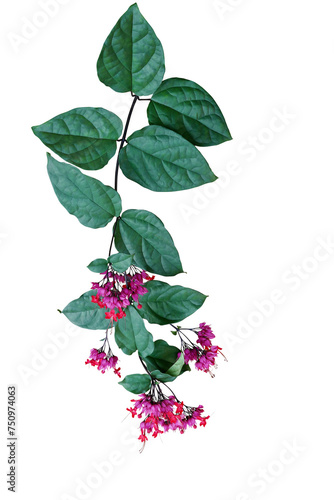 Red purple flowers with green leaves of tropical bleeding heart vine or bagflower (Clerodendrum spp.) the liana flowering vine plant from tropical west Africa