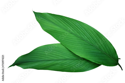 Green leaves of turmeric (Curcuma longa) ginger medicinal herbal plant