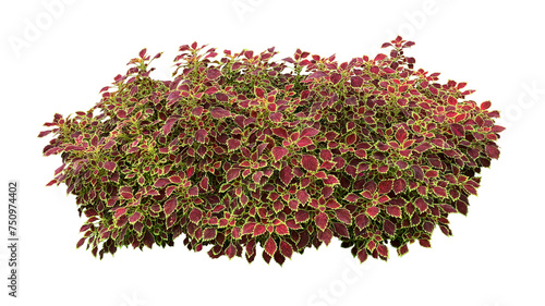 Deep red leaves with bright green yellow rim of tropical garden Coleus (painted nettle or poor man's croton) plant bush