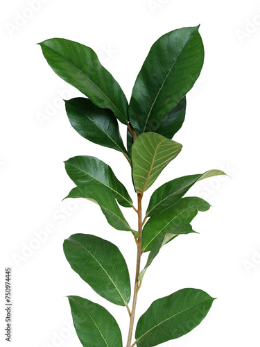 Dark green leaves wild fig tree young plant (Ficus species) the tropical rainforest tree